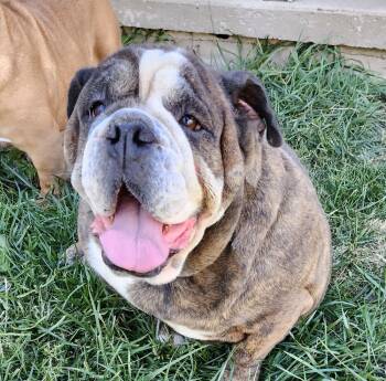 Rescue English Bulldog Dogs for Adoption in East Greenville, Pennsylvania - Stella | PetCurious