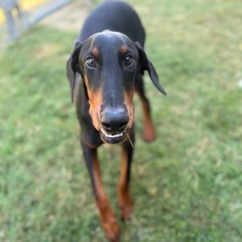 Rescue Doberman Pinscher and Mixed Breed Dogs for Adoption in Humble, Texas - Cheddar | PetCurious