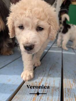 Veronica -  Great Pyrenees Dog for Adoption in Berlin, New Jersey - Veronica | PetCurious