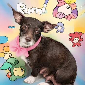 Chihuahua and Terrier Dogs Available for Adoption in Albany, New York - Rumi | PetCurious