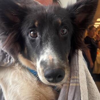 Betty -  Collie Dog for Adoption in York, Pennsylvania - Betty | PetCurious