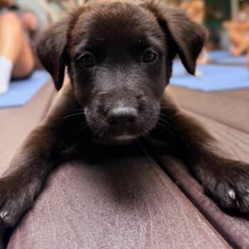 Maple -  Labrador Retriever Dog for Adoption in Escondido, California - Maple | PetCurious