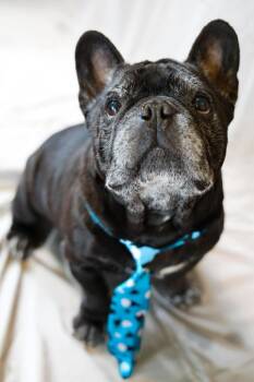 French Bulldog Dogs Available for Adoption - Jax | PetCurious