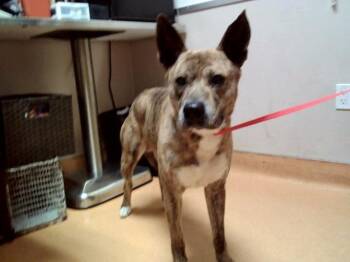 Dutch Shepherd and Mixed Breed Dogs Available for Adoption - FLAGG | PetCurious