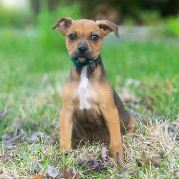Terracotta -  Terrier and Chihuahua Dog for Adoption in Wake Forest, North Carolina - Terracotta | PetCurious