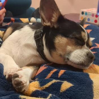 Chihuahua and French Bulldog Dogs Available for Adoption - Dumplin | PetCurious