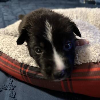 Scallop -  Mixed Breed Dog for Adoption in Tacoma, Washington - Scallop | PetCurious