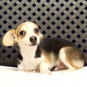 Daniel -  Chihuahua Dog for Adoption in Midland, Texas - Daniel | PetCurious