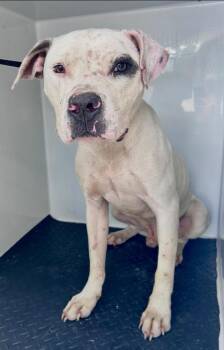 Linus -  American Bulldog and Dogo Argentino Dog for Adoption in Albany, Georgia - Linus | PetCurious