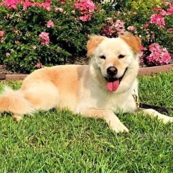 Chow Chow and Pomsky Dogs Available for Adoption - Rosie  | PetCurious