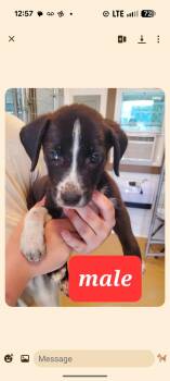 ICED T -  Labrador Retriever and Border Collie Dog for Adoption in Pemberton Township, New Jersey - ICED T | PetCurious