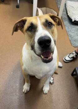 Simon -  Boxer and Mixed Breed Dog for Adoption in Winfield, Kansas - Simon | PetCurious