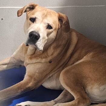 Yellow Labrador Retriever and Mixed Breed Dogs Available for Adoption in Tampa, Florida - Buddy 2 | PetCurious