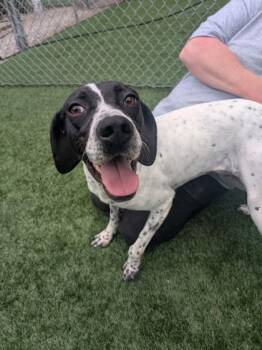 Pointer and Mixed Breed Dogs Available for Adoption in Louisburg, North Carolina - Rosie | PetCurious