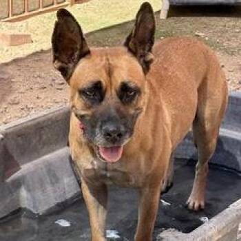 Honey -  Mixed Breed Dog for Adoption in Green Valley, Arizona - Honey | PetCurious