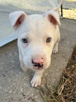 Rescue Dogo Argentino and Bull Terrier Dogs for Adoption in Houston, Texas - Flurry | PetCurious