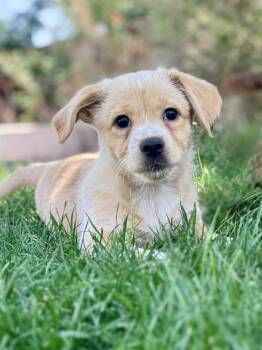 Dachshund and Terrier Dogs Available for Adoption in Midway, Utah - Coco | PetCurious