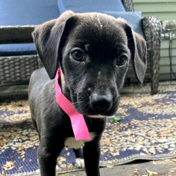 Poodle and Mixed Breed Dogs Available for Adoption in Stormville, New York - CT Liberty Avail May 30 | PetCurious