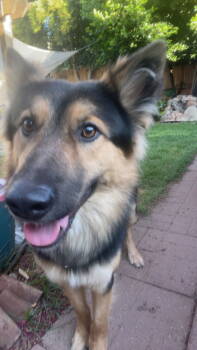 Rescue German Shepherd Dog and Australian Shepherd Dogs for Adoption in Woodland, California - Chapo | PetCurious