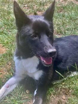 Rescue Border Collie Dogs for Adoption in Manhattan Beach, California - Trixie Border Collie! | PetCurious