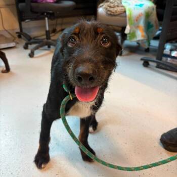 Casias -  Mixed Breed Dog for Adoption in Huntington, West Virginia - Casias | PetCurious