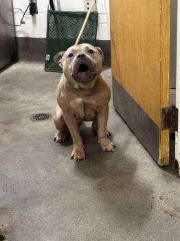 BLAZE -  American Bulldog Dog for Adoption - BLAZE | PetCurious