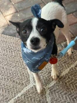 Manchis -  Chihuahua Dog for Adoption in Matthews, North Carolina - Manchis | PetCurious