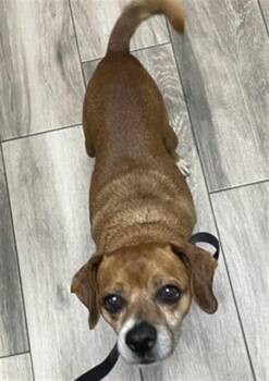 CARMELO -  Chihuahua and Mixed Breed Dog for Adoption in Redlands, California - CARMELO | PetCurious