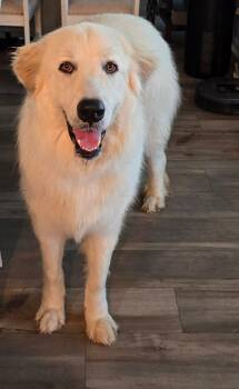 Duke -  Great Pyrenees Dog for Adoption in Wando, South Carolina - Duke | PetCurious