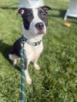 Pit Bull Terrier and Mixed Breed Dogs Available for Adoption in Kansas City, Missouri - Endora | PetCurious