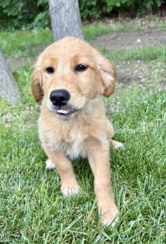 Fern -  Golden Retriever Dog for Adoption in New Baltimore, Michigan - Fern | PetCurious