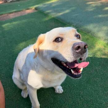 Blaze -  Labrador Retriever Dog for Adoption in Agua Dulce, California - Blaze | PetCurious