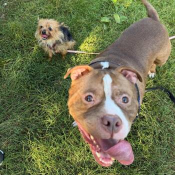 Diesel -  Mixed Breed Dog for Adoption in Oshkosh, Wisconsin - Diesel | PetCurious