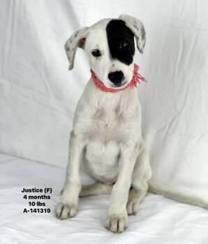 Labrador Retriever Dogs Available for Adoption in Brookshire, Texas - Justice - Local April 24-26 | PetCurious