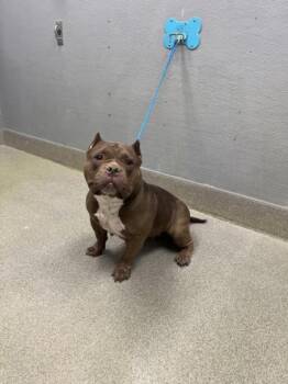 American Bulldog Dogs Available for Adoption in Las Vegas, Nevada - MAYA MOORE | PetCurious