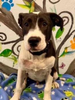 Mixed Breed Dogs Available for Adoption in Brookhaven, Mississippi - Popcorn 26 | PetCurious
