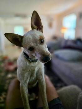 Brick -  Australian Cattle Dog Blue Heeler Dog for Adoption in Fort Worth, Texas - Brick | PetCurious