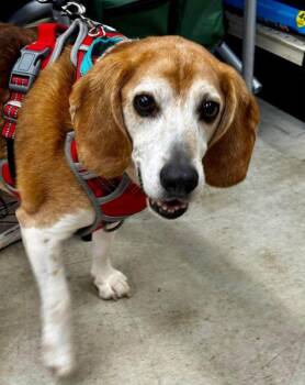 Rebel* Adopt or Foster* -  Beagle Dog for Adoption in Fairfax, Virginia - Rebel* Adopt Or Foster* | PetCurious