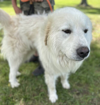 Rescue Great Pyrenees Dogs for Adoption in Thomasville, North Carolina - Ramsey | PetCurious