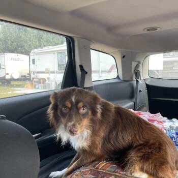 Sparky -  Australian Shepherd Dog for Adoption in Gainesville, Virginia - Sparky | PetCurious