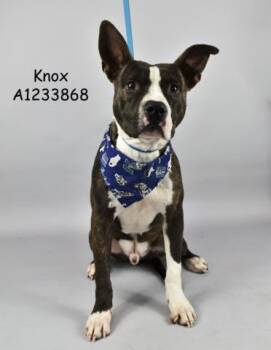Rescue Pit Bull Terrier and Shepherd Dogs for Adoption in Thousand Oaks, California - Knox -- URGENT!! | PetCurious