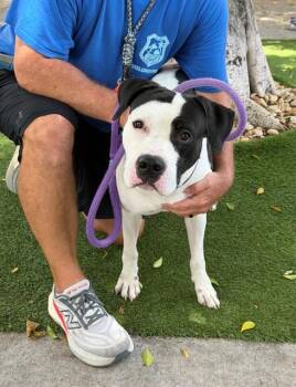 PONGO -  American Bulldog Dog for Adoption in Fort Myers, Florida - PONGO | PetCurious