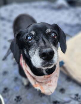James -  Dachshund and Chihuahua Dog for Adoption in Hayward, California - James | PetCurious