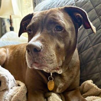 Coco -  Labrador Retriever and Mixed Breed Dog for Adoption in Atlanta, Georgia - Coco | PetCurious
