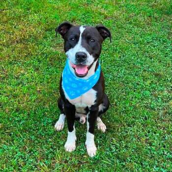 Winston -  Mixed Breed Dog for Adoption in Northwood, New Hampshire - Winston | PetCurious