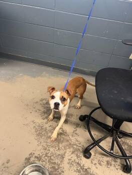 ALVIN -  Boxer and American Staffordshire Terrier Dog for Adoption in Tallahassee, Florida - ALVIN | PetCurious
