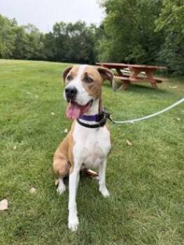 Nala -  Pit Bull Terrier and Mixed Breed Dog for Adoption in Golden Valley, Minnesota - Nala | PetCurious