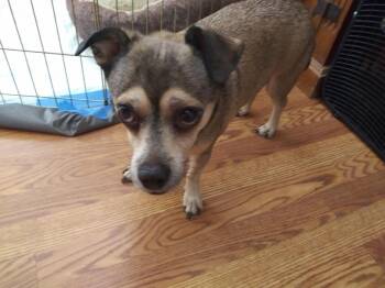 Sammy -  Chihuahua and Shepherd Dog for Adoption in Yarnell, Arizona - Sammy | PetCurious