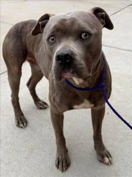 Pit Bull Terrier and Mixed Breed Dogs Available for Adoption - DRAX | PetCurious