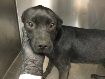 REN -  Labrador Retriever and Mixed Breed Dog for Adoption in Thousand Palms, California - REN | PetCurious